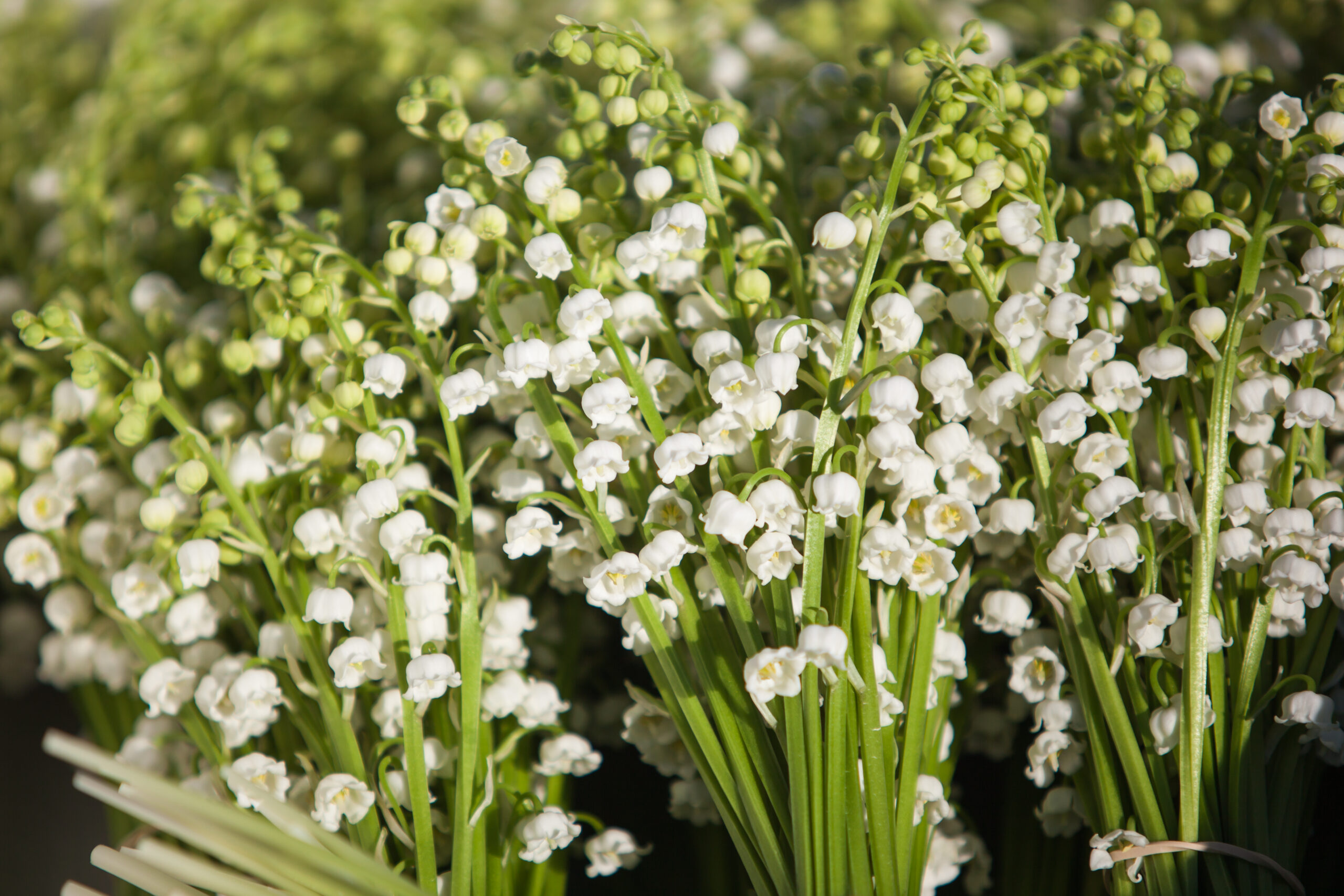muguet